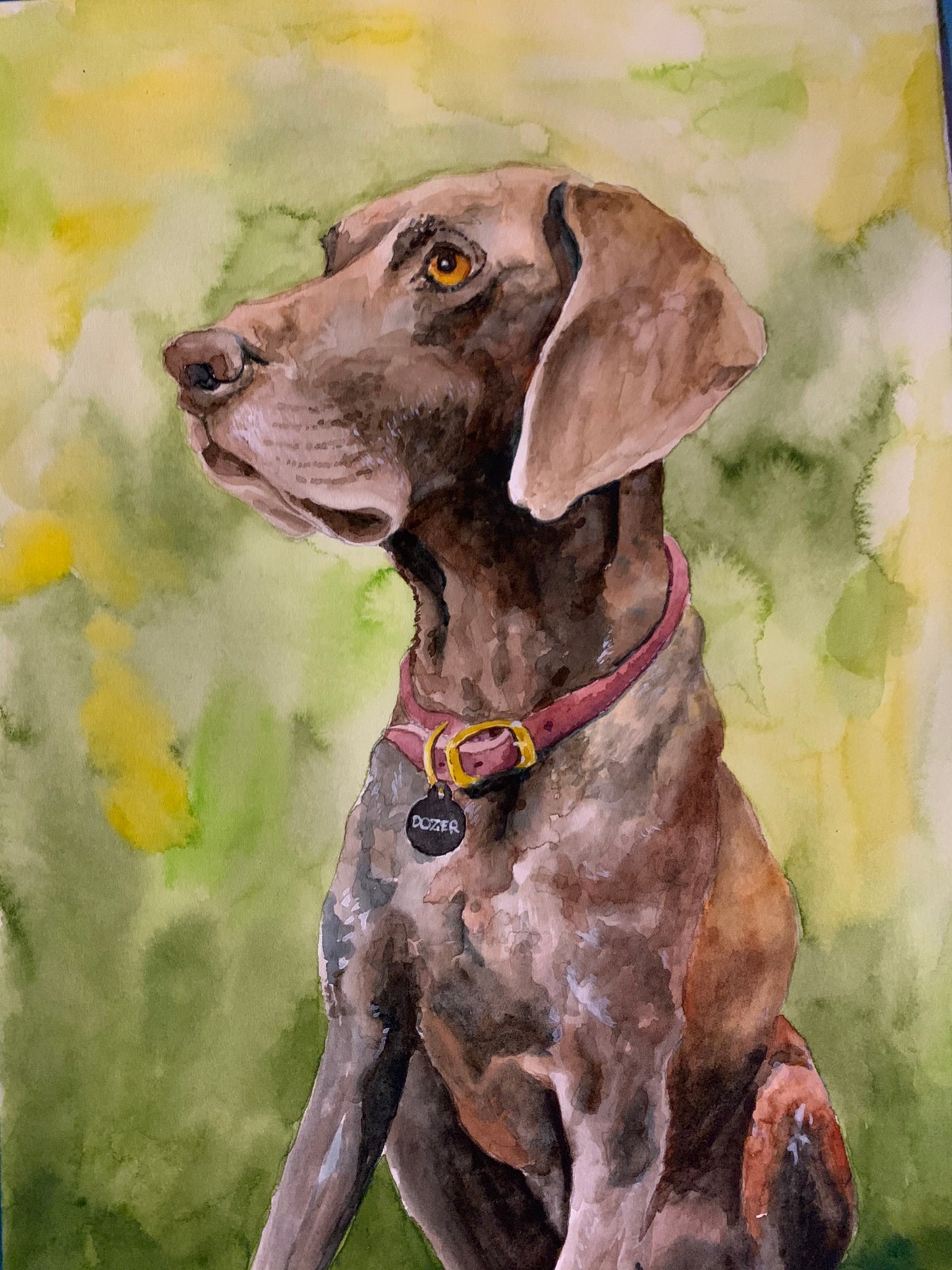 Dog Portrait - German Short Hair Pointer (Dozer)